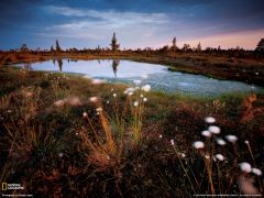 Tapeta National Geographic 230.jpg